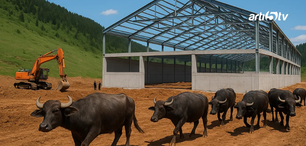 Aybastı’da Tarımda Dönüm Noktası: Karadeniz’in İlk Dev Manda Üssü Yükseliyor!