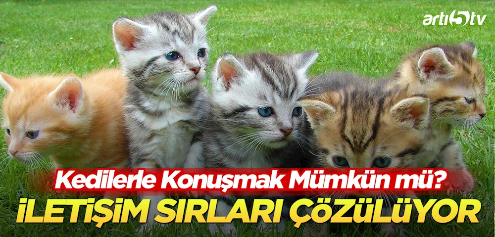 Kedilerle Konuşmak Mümkün mü? Bilim İnsanları Kedilerin İletişim Sırlarını Çözüyor!